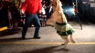 Pies tańczy salse