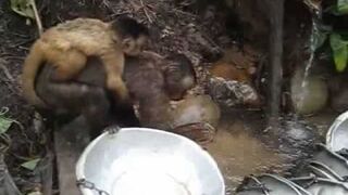 Małpki zmywają naczynia