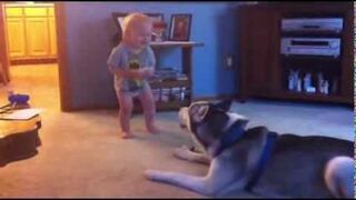 Rozmowa dziecka z psem husky