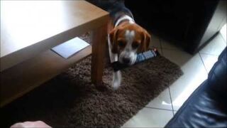 Why you should get a beagle:) Cute and Funny a tribute to all beagles