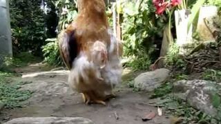 Ta kura chodzi wyprostowana!