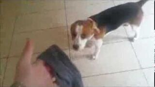 Pies testuje skarpetki ;)