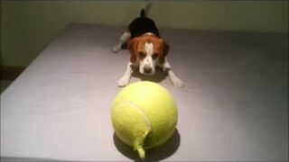 Huge tennis ball is the best gift for beagle?