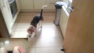 Piesio pomaga w trudnej sytuacji