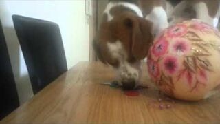 Amazing dog helping human to find a keys