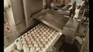 Kurza Ferma - Jak to jest zrobione?