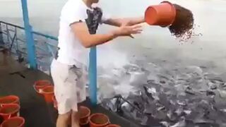 Karmienie szalonych ryb