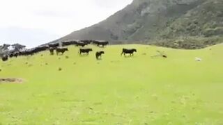 Krowy i samochód na zdalne sterowanie