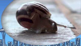Taniec ślimaka - Reggae Slug (snail)