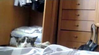Bardzo zaciekawiony kotek - funny