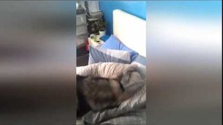 Pobudka - wstawaj stary, do pracy czas - funny
