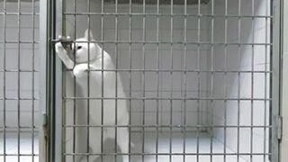 Prison Break - This Cat got skills!