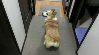 Corgi twerking do piosenki Bubble Butt