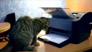 Epickie śmieszne koty