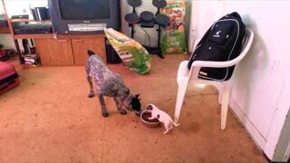 Tiny dog vs big dog - who's the boss?
