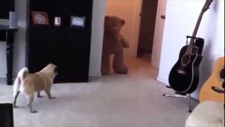 Straszenie małego psa misiem...