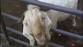 GAME OF GOATS (Game of Thrones Goat Version)