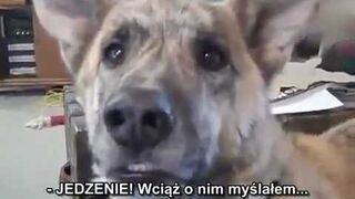 Rozmowa z psem o jedzeniu (Gadający pies)