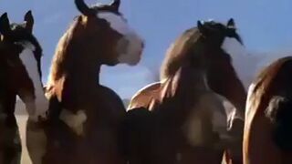 Owca striptizerka - Budweiser