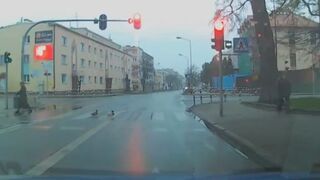 Gęsiego przechodzą przez przejście dla pieszych