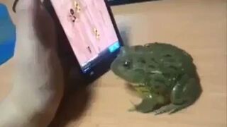 Żabka gra w grę, oglądaj do końca