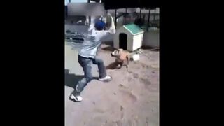 Drażnił Pitbulla na łańcuchu, a kiedy się zerwał...