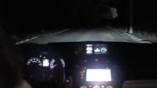 Rosja, kradzież auta na wypadek - Pies