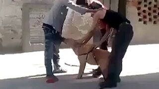 Pies nie chce puścić spodni