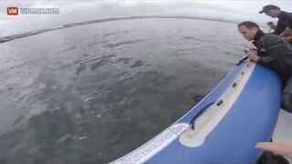 Atak Rekina Na Ponton