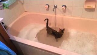 Koty które kochają wodę