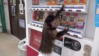 Urocza małpka kupije soczek z automatu