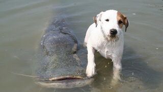 Pies który łowi ryby