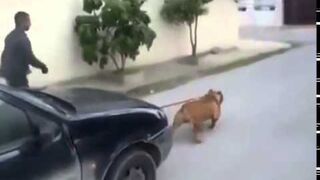 Pitbull holuje samochód!