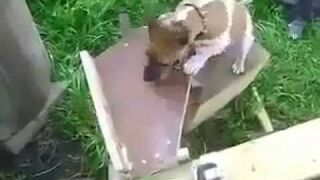 Pies inżyniera ma klawe życie