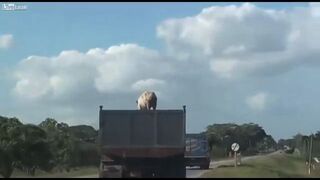 Brawurowa ucieczka świni z ciężarówki