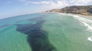 Miliony sardeli w pobliżu La Jolla