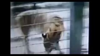 Tygrys odgryzł mu rękę!