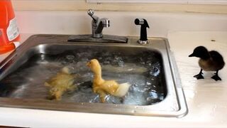 Kaczuszki biorą kąpiel w zlewie
