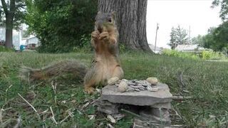 Wiewiórka wydymała kamerę