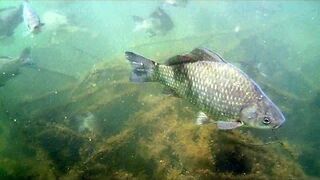 Karasie poranione przez sumy