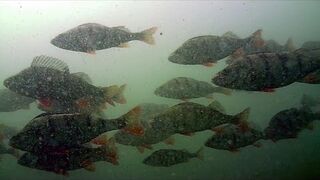 Bardzo konkretne garbusy