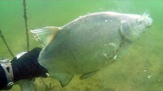 Co podwodni łowcy potrafią oprócz zabijania?