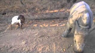 Gertjie i Lammie bawią się razem