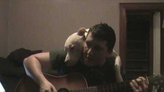 Ktoś mówił, że Pitbull to groźny pies?