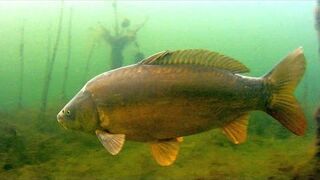 Nietypowy karp