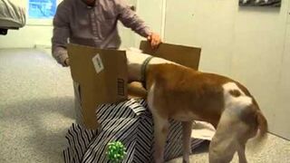 Pit Bull dostał prezent na 11 urodziny. Zobacz reakcje.