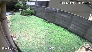 Złodziej przestraszył się psa. To bestia!