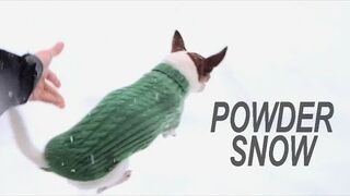 Dlaczego Chihuahua nie biega po śniegu?