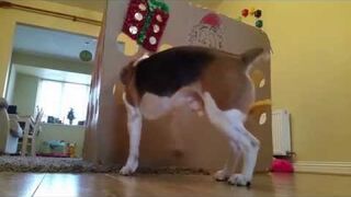 Świetny pomysł na zabawę z psem