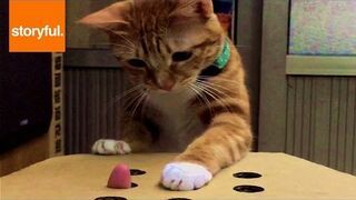 Prosta zabawka dla kota